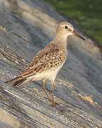 White-rumped Sandpiper