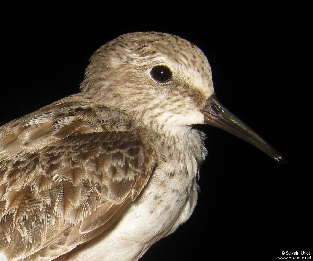 White-rumped Sandpiper