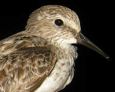 White-rumped Sandpiper