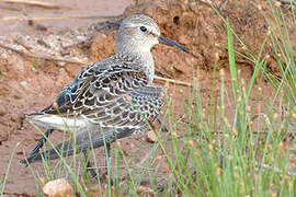 White-rumped Sandpiper