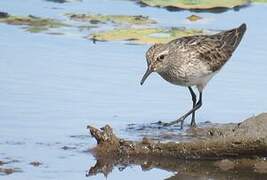 White-rumped Sandpiper