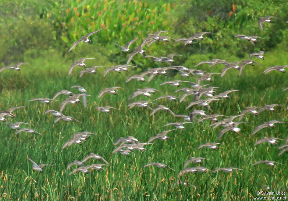 White-rumped Sandpiper