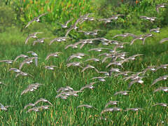 White-rumped Sandpiper