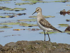 White-rumped Sandpiper