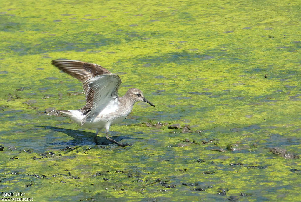 White-rumped Sandpiper, aspect, pigmentation