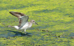 White-rumped Sandpiper