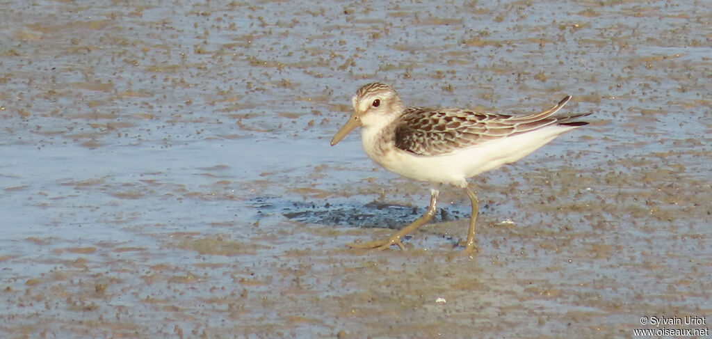 White-rumped SandpiperFirst year