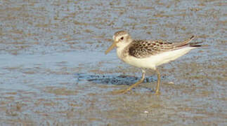 White-rumped Sandpiper