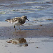 Temminck's Stint