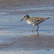 Temminck's Stint