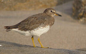 Surfbird