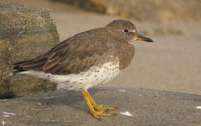 Surfbird