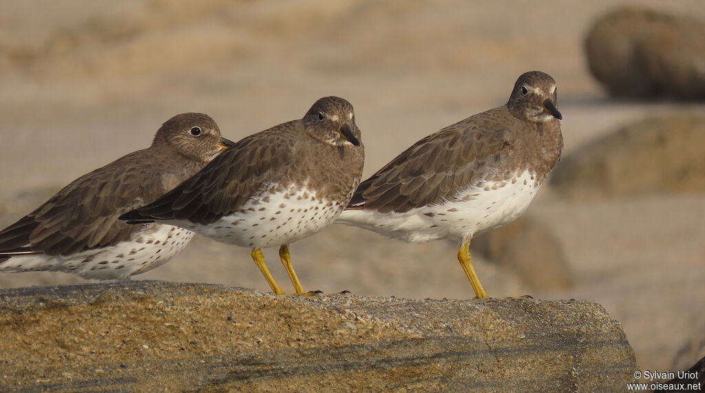 Surfbirdadult post breeding