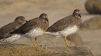 Surfbird