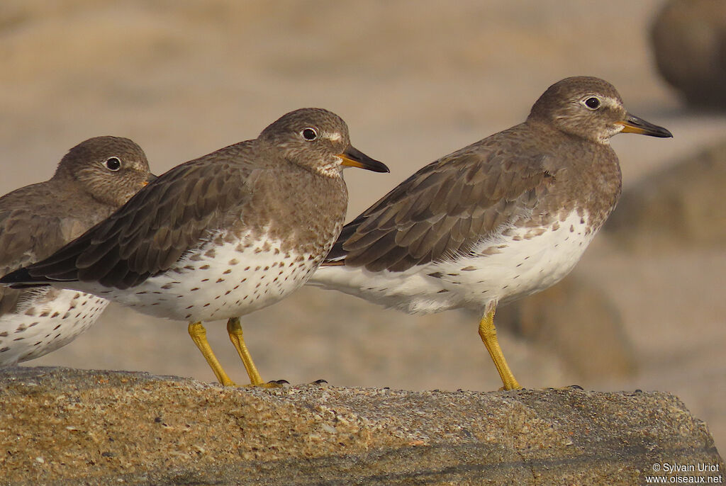 Surfbirdadult post breeding