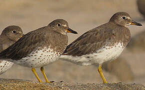 Surfbird