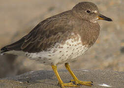 Surfbird