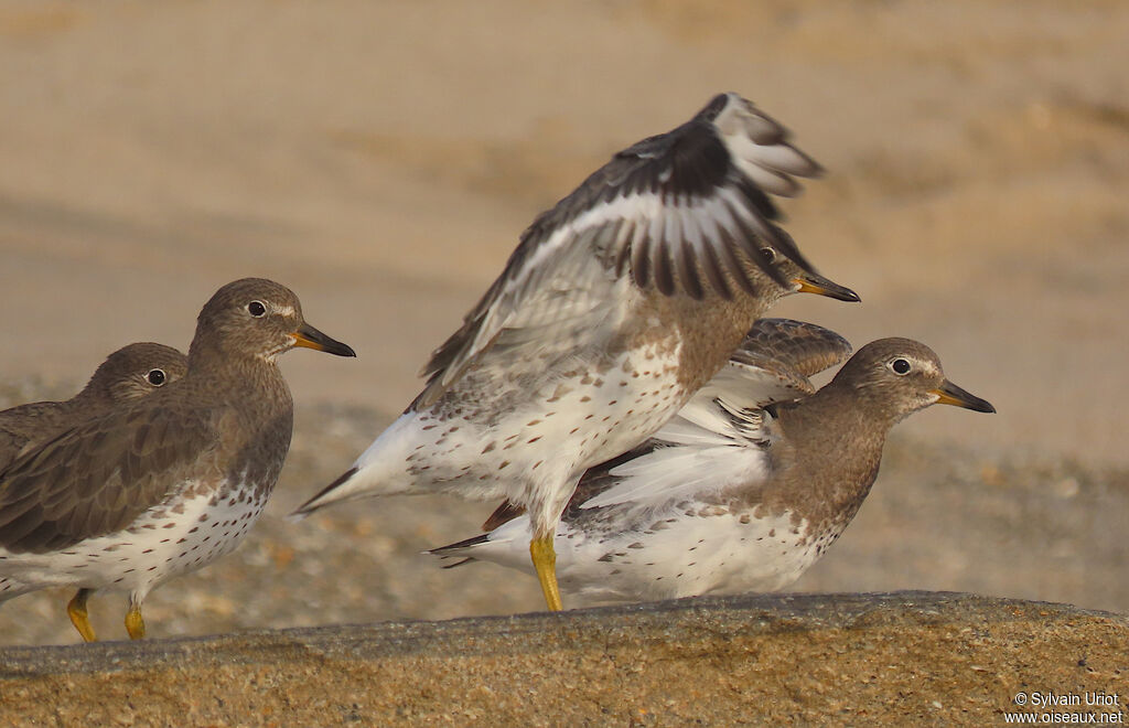 Surfbirdadult