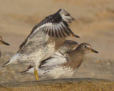 Surfbird