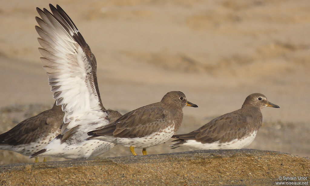 Surfbirdadult