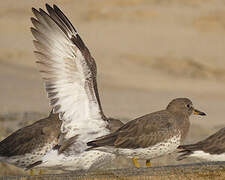 Surfbird