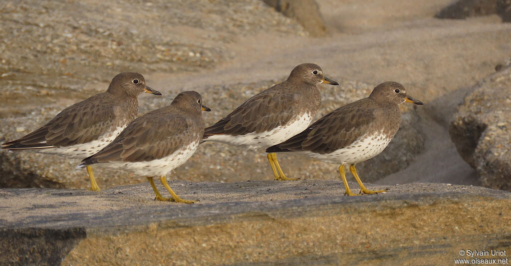 Surfbirdadult