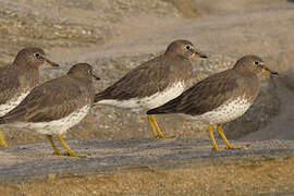 Surfbird