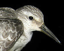 Red Knot