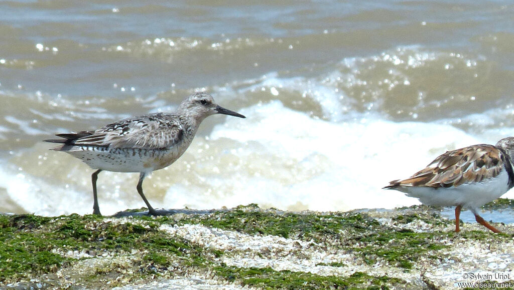 Red Knot