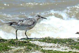 Red Knot