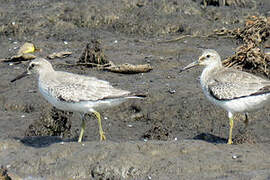 Red Knot