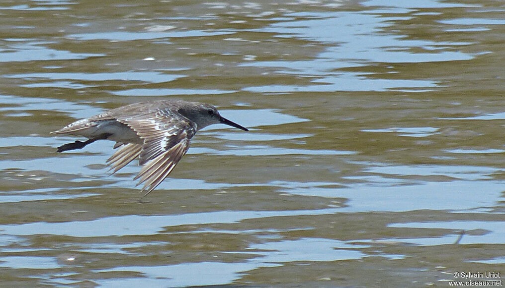 Red Knotadult post breeding