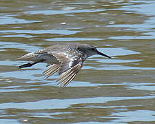 Red Knot