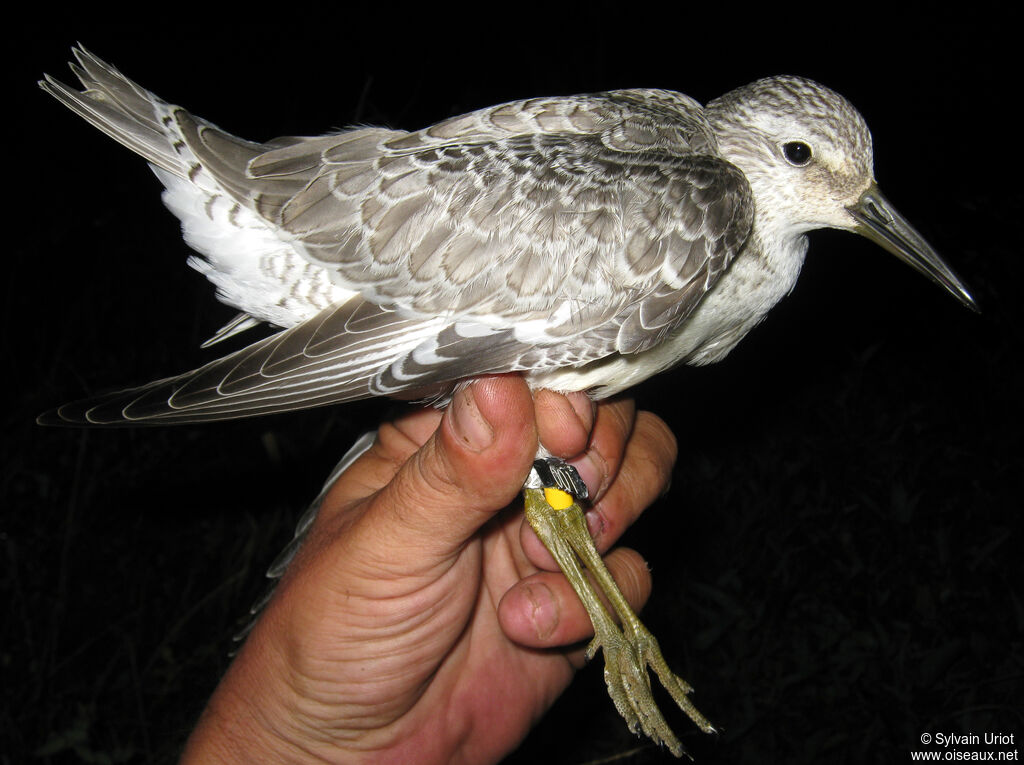 Bécasseau maubèche1ère année
