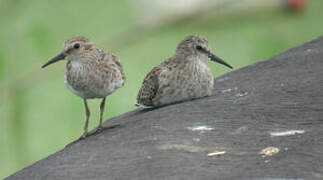 Least Sandpiper