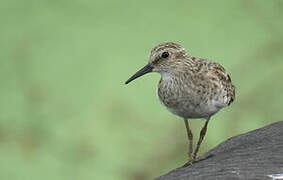 Least Sandpiper