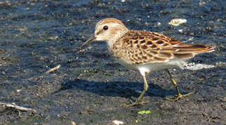 Least Sandpiper