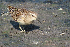 Least Sandpiper