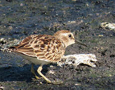 Least Sandpiper