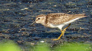 Least Sandpiper