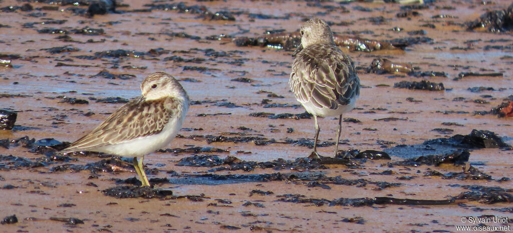 Least Sandpiper