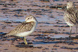 Least Sandpiper