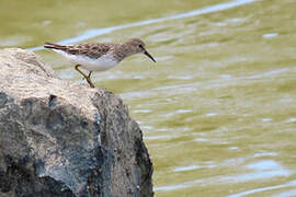 Least Sandpiper