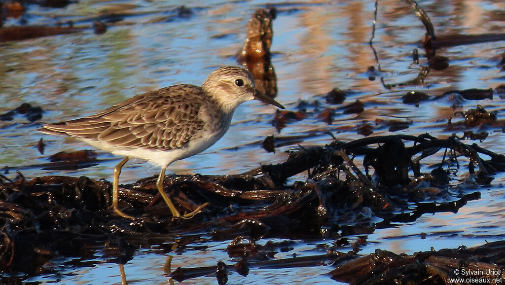 Least Sandpiperadult post breeding