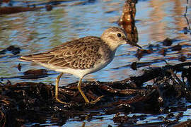 Least Sandpiper