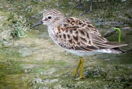 Least Sandpiper