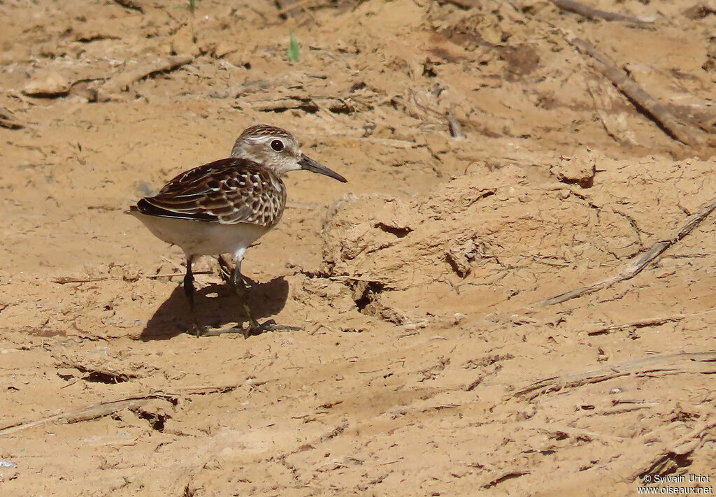 Least Sandpiperjuvenile