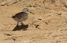 Least Sandpiper