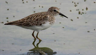 Least Sandpiper