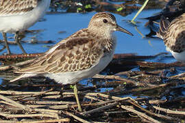 Least Sandpiper